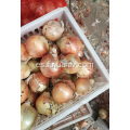 Cebolla amarilla fresca de Shandong